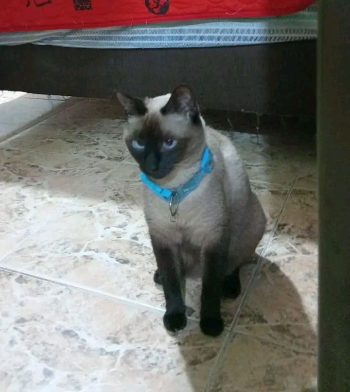 Gata en adopción responsable en Tuluá 