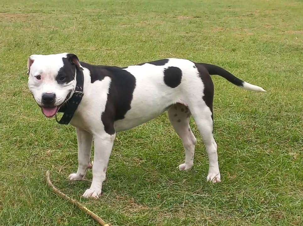 Perrita en adopción en Pereira 