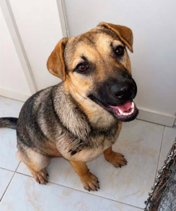 Adopción de perrita en Pereira, Risaralda 