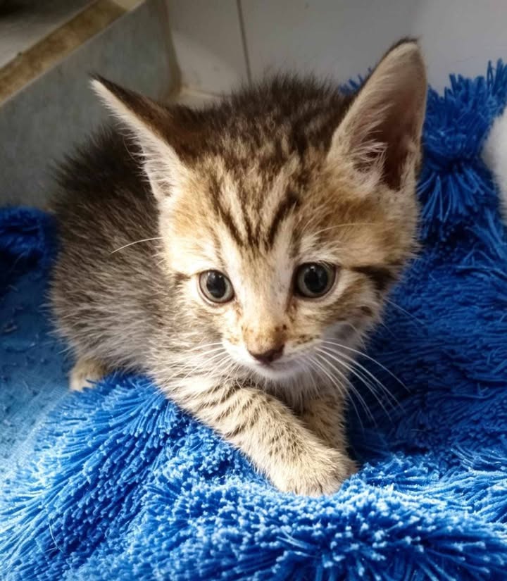 Gatitos buscan hogar responsable 