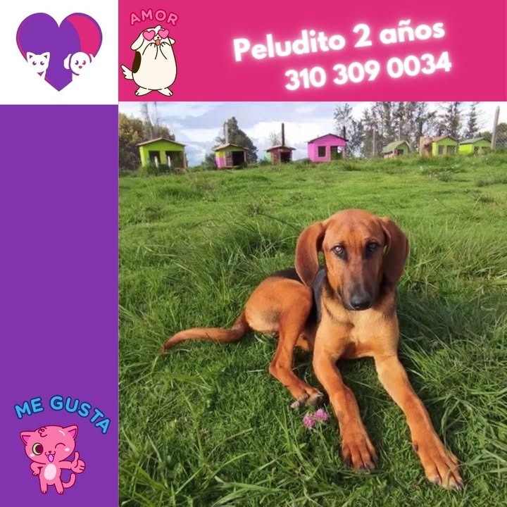 Adopción de perro peludo en Bogotá 
