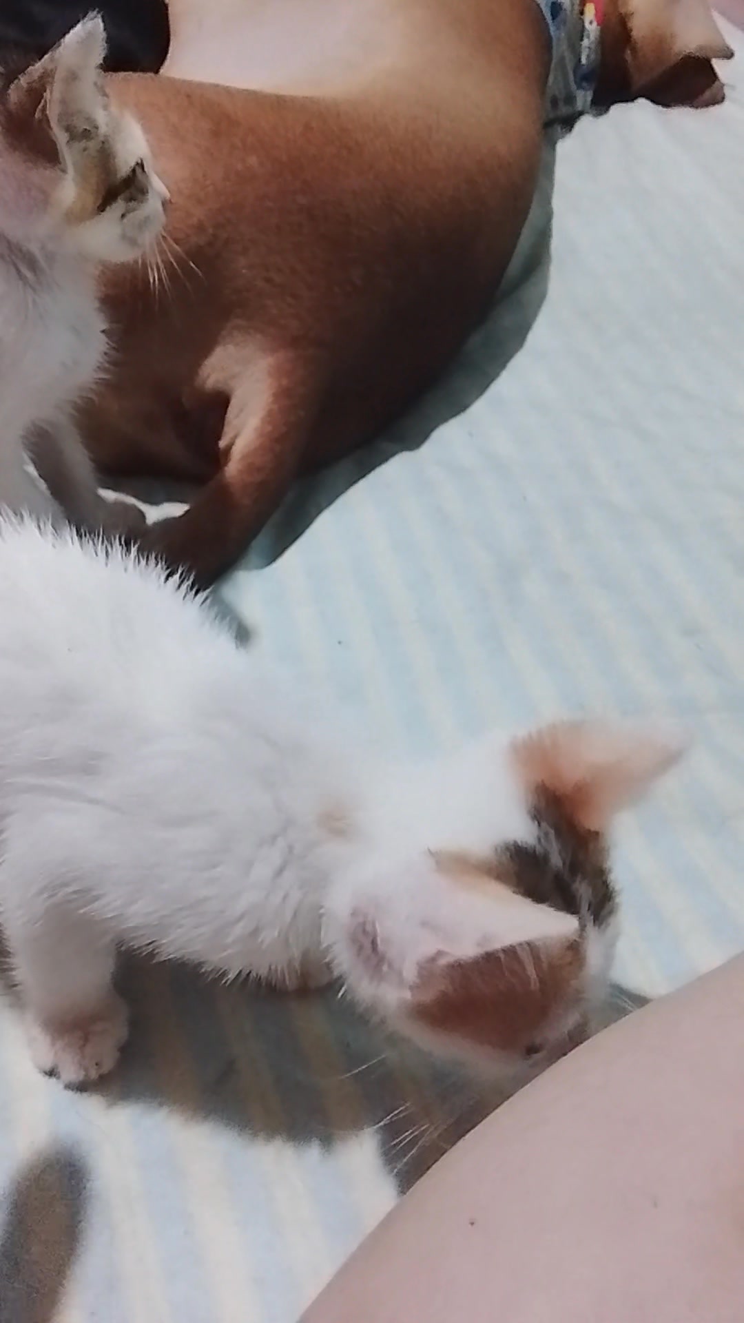 Adopta un gato en Neira, Caldas 