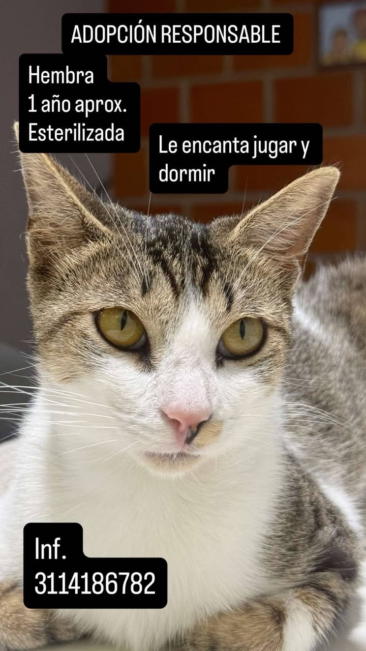 Gato en adopción en Pereira, Risaralda 