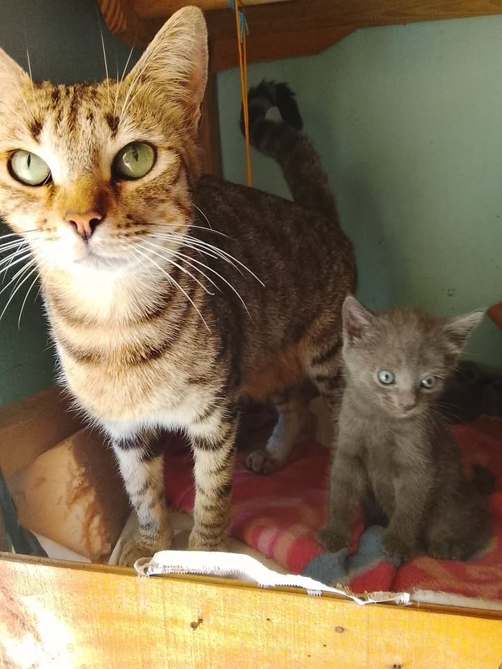Adopción de gatitos y apoyo para familia gatuna en Neira, Caldas 