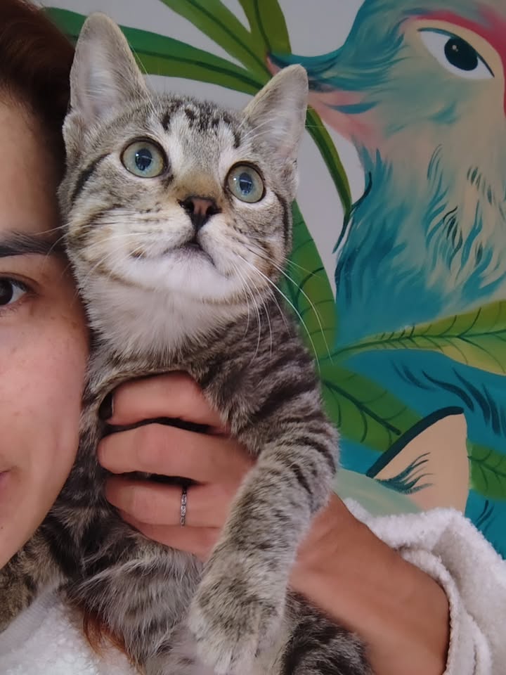 Gato rescatado en adopción responsable 