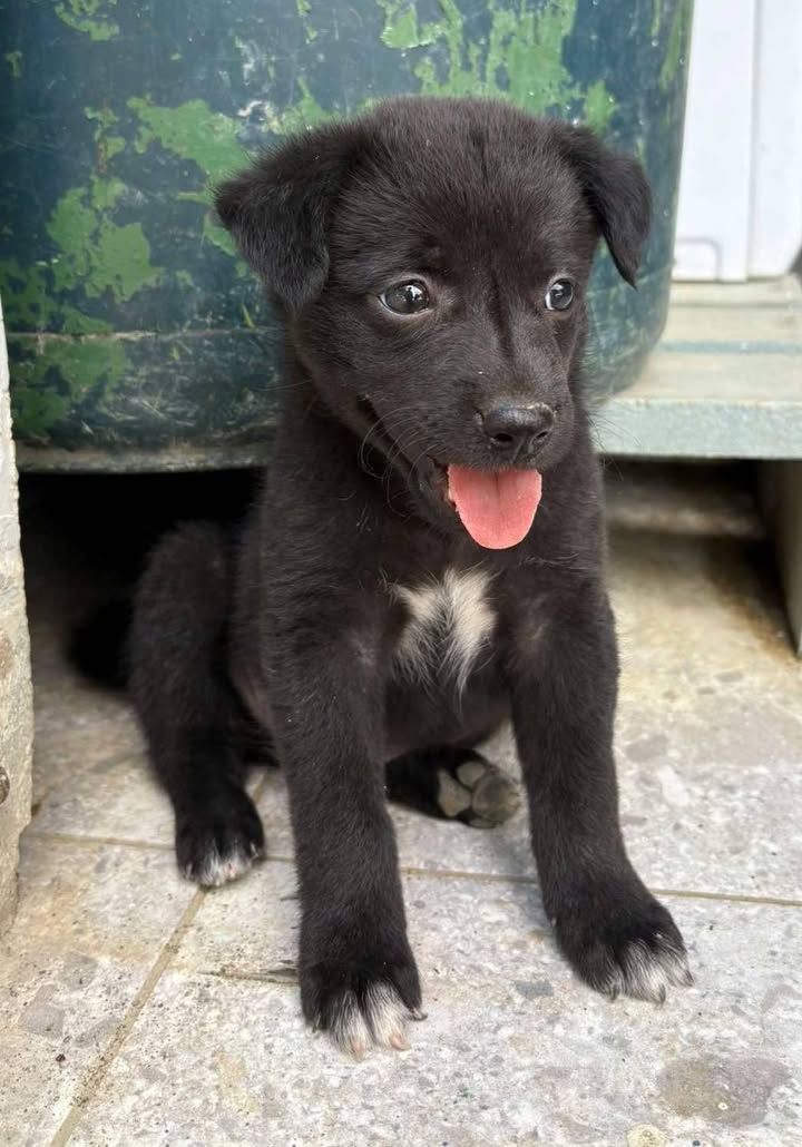Adopción de cachorros en Pereira, Risaralda 