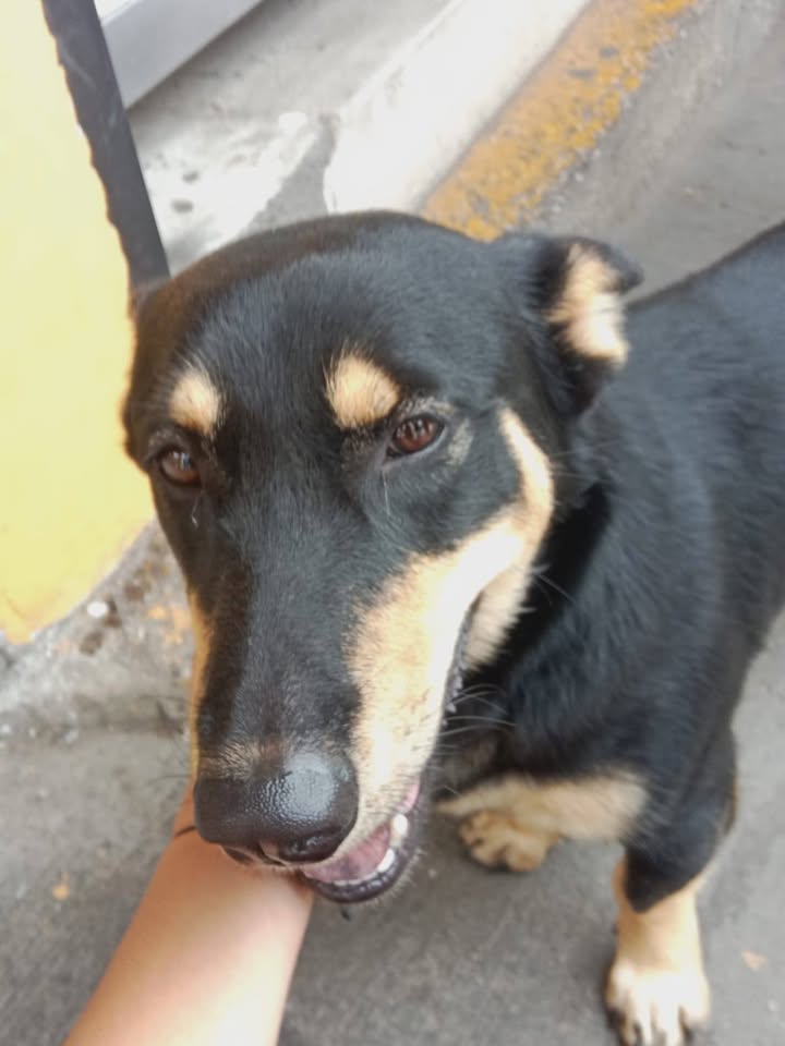 Perrito encontrado en Amagá, Antioquia 