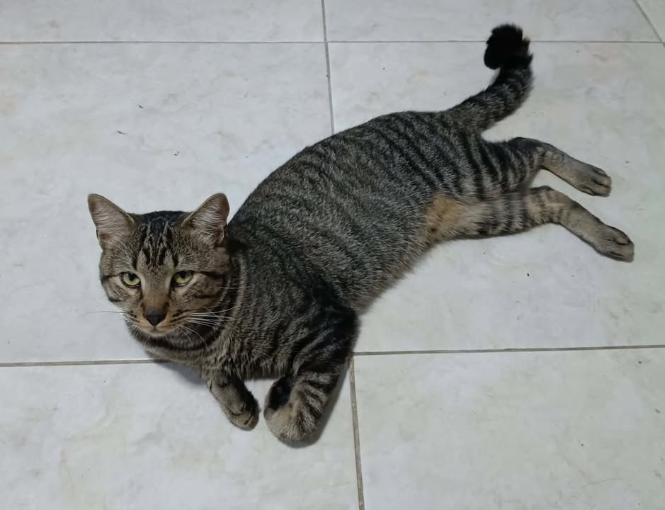 Gatico en adopción en Pereira, Risaralda 
