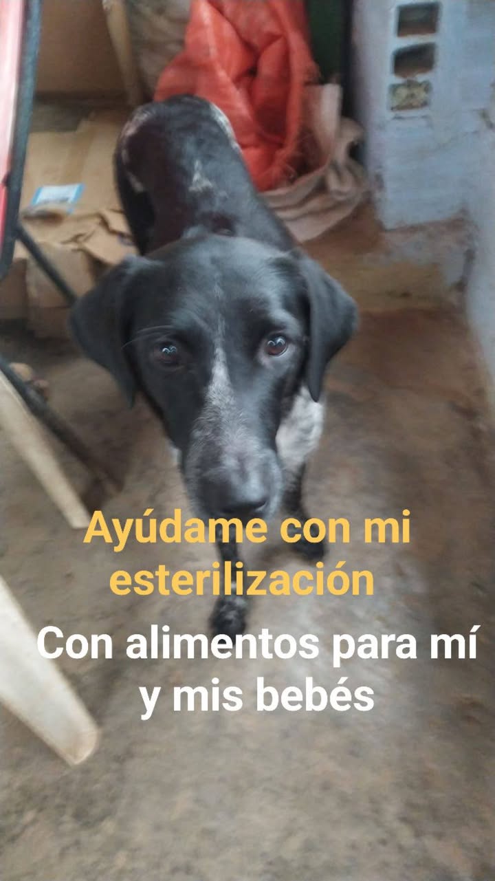 Adopción responsable cachorros y ayuda para madre en Amagá, Antioquia 