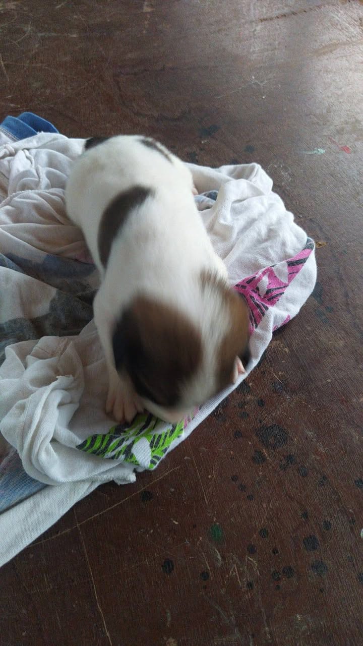 Adopción responsable cachorros y ayuda para madre en Amagá, Antioquia 