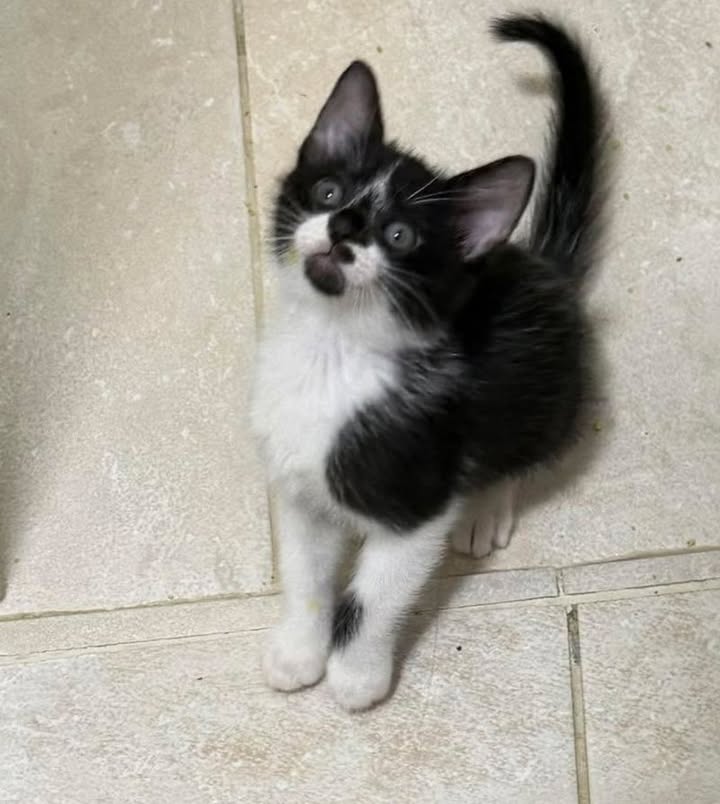 Gatico en adopción en Pereira 