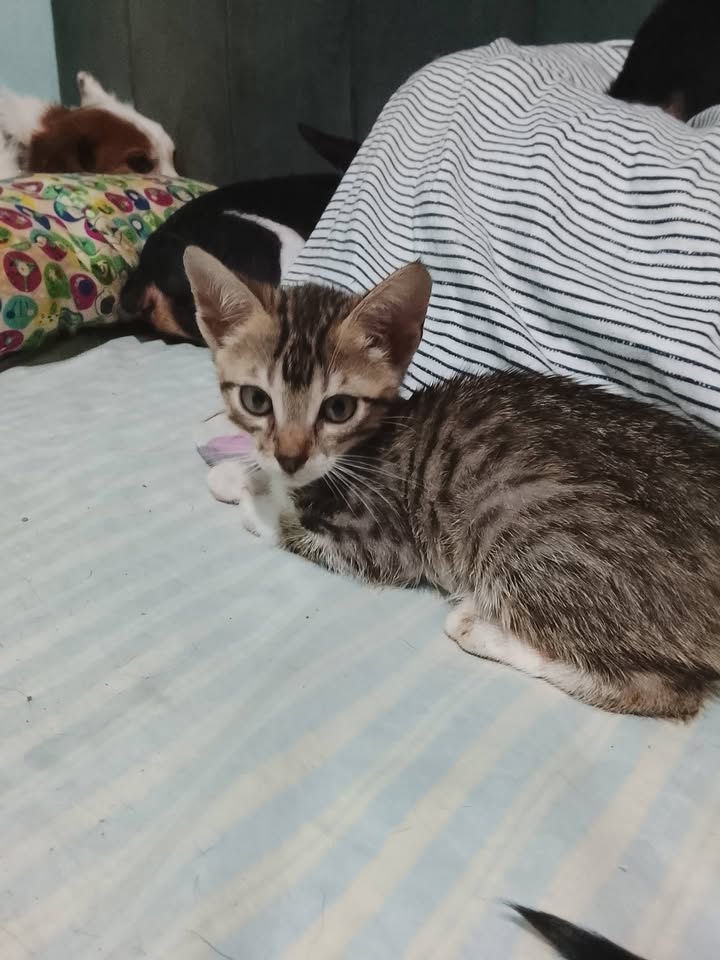 Adopta gatita de dos meses en Neira, Caldas 