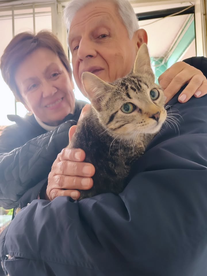 Gato rescatado en adopción responsable 