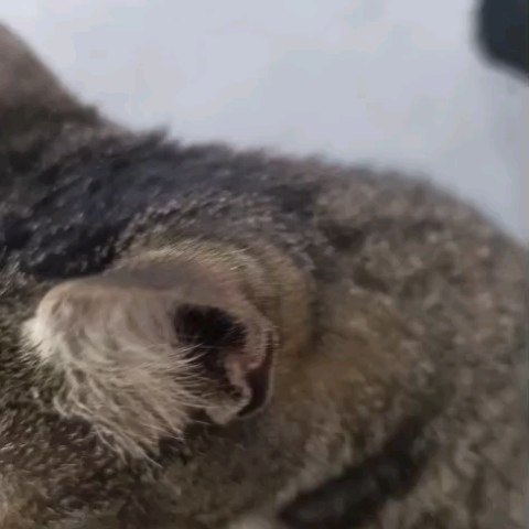 Gatita embarazada en adopción en Pereira, Risaralda 