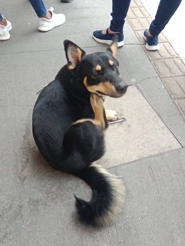 Perrito encontrado en Amagá, Antioquia 