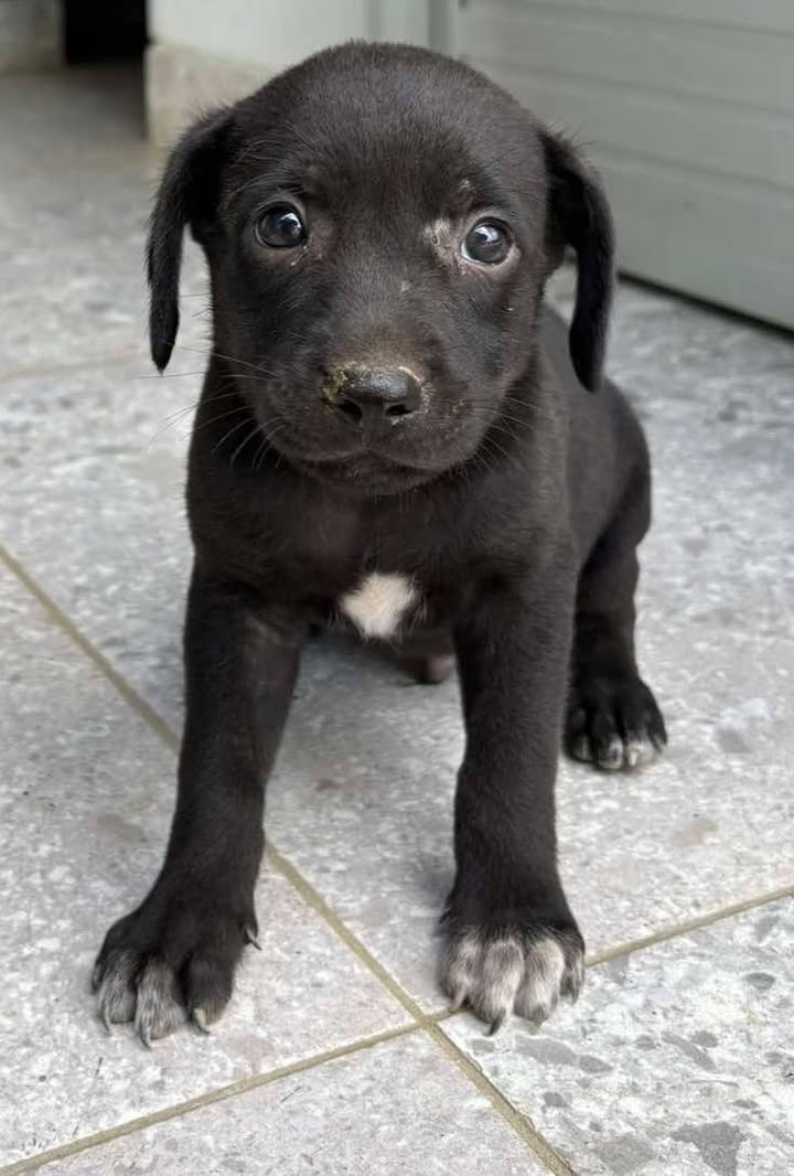 Adopción de cachorros en Pereira, Risaralda 