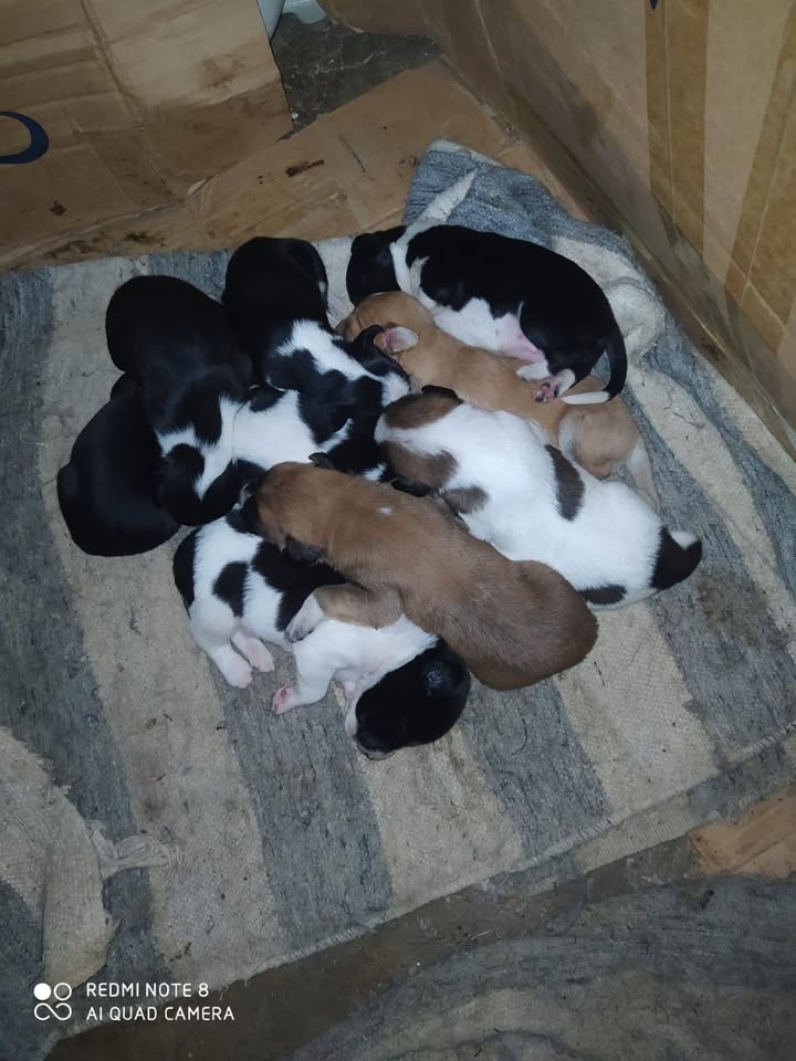 Adopción responsable cachorros y ayuda para madre en Amagá, Antioquia 