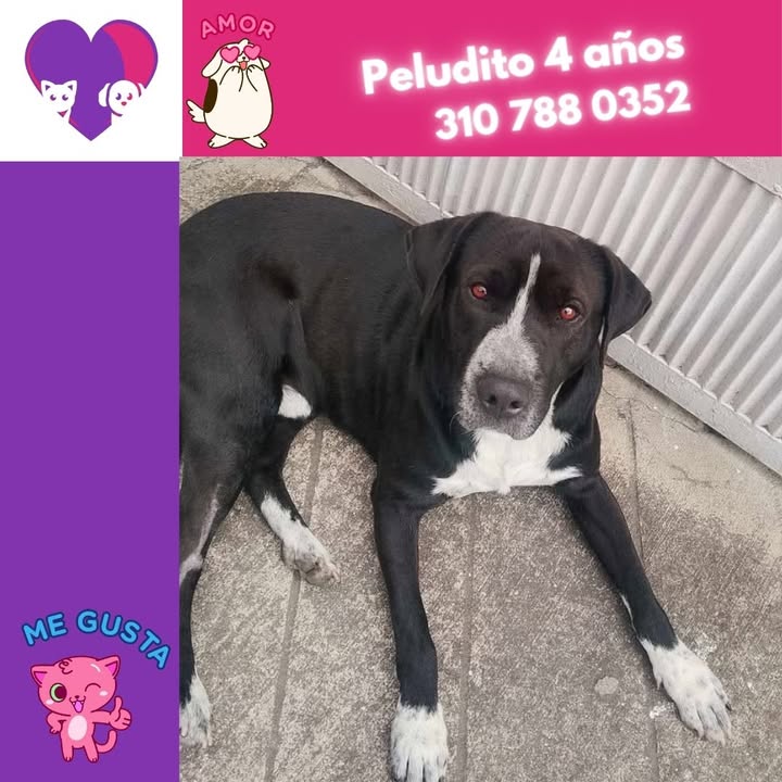 Adopta un peludo en Bogotá 