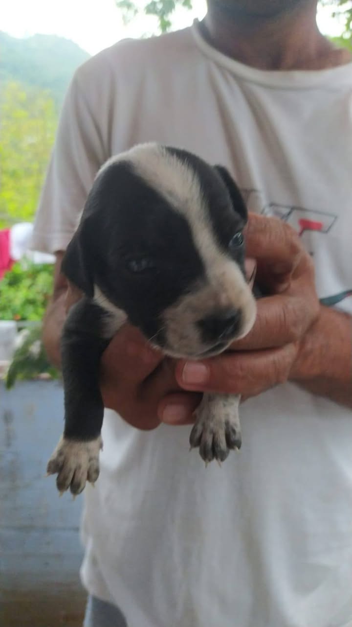 Adopción responsable cachorros y ayuda para madre en Amagá, Antioquia 