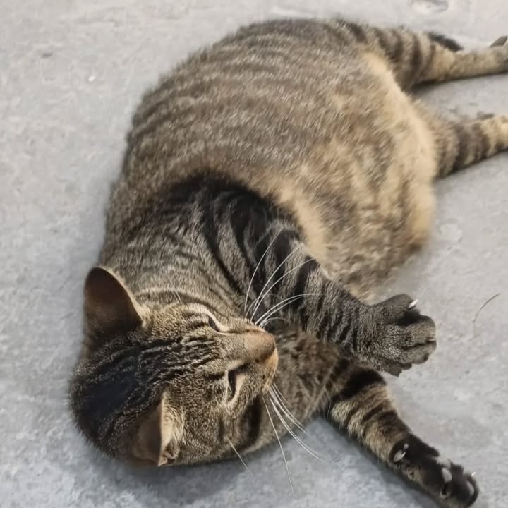 Gatita embarazada en adopción en Pereira, Risaralda 