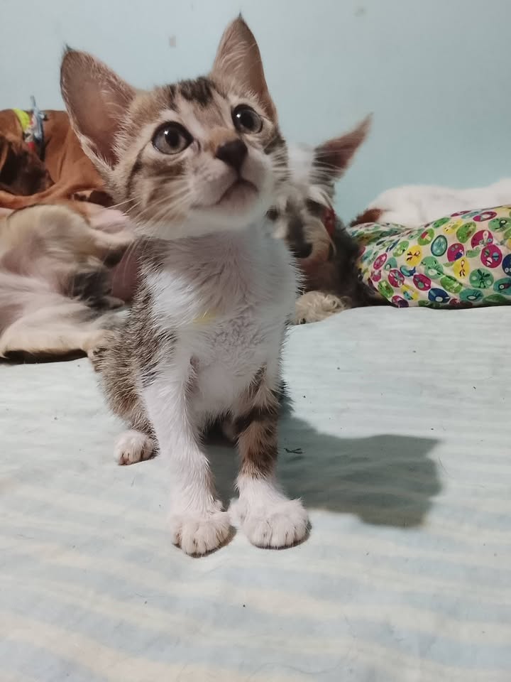 Adopta gatita de dos meses en Neira, Caldas 
