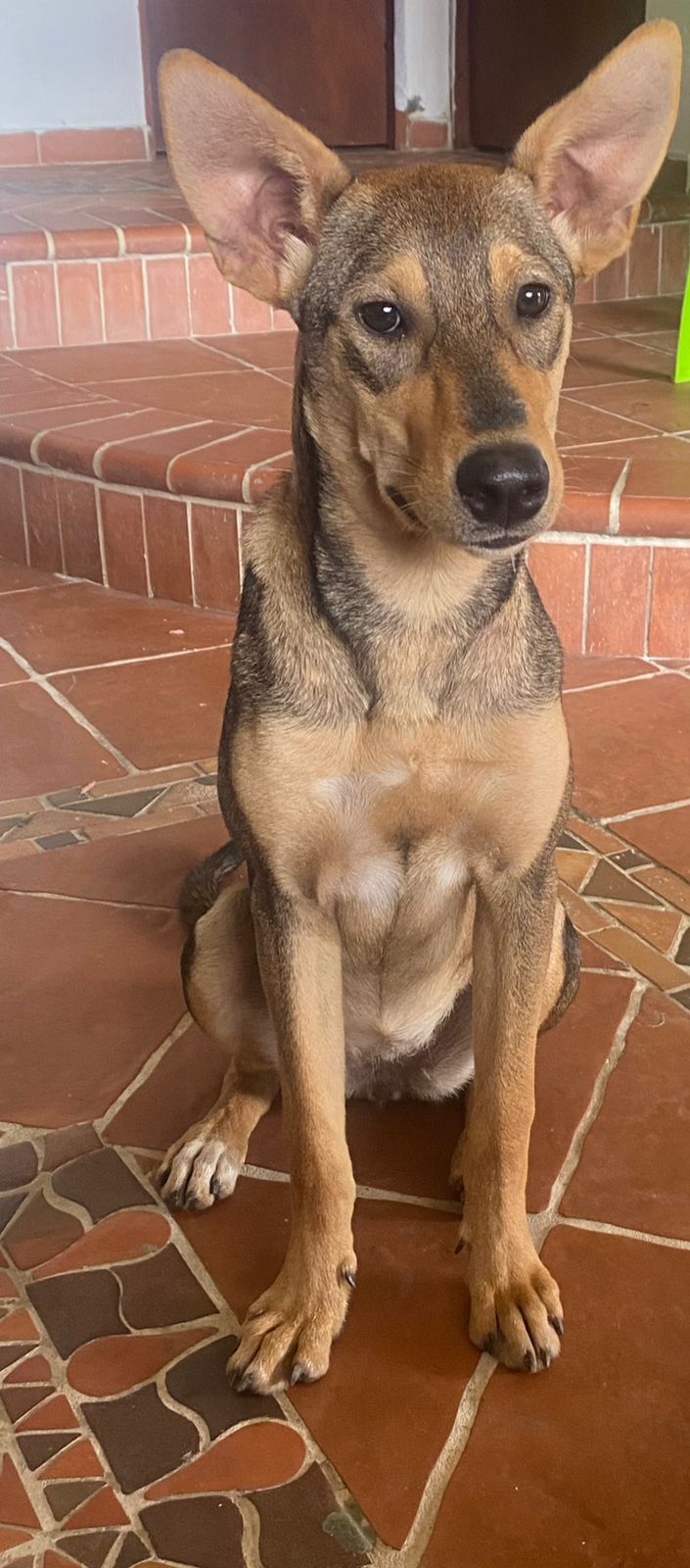 Perrita encontrada en Amagá, Antioquia 