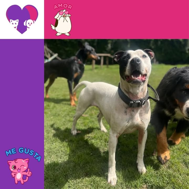 Adopta un peludo adorable y dale un hogar 