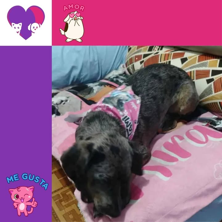 Adopta un peludo en Bogotá: ¡encuentra tu compañero ideal! 