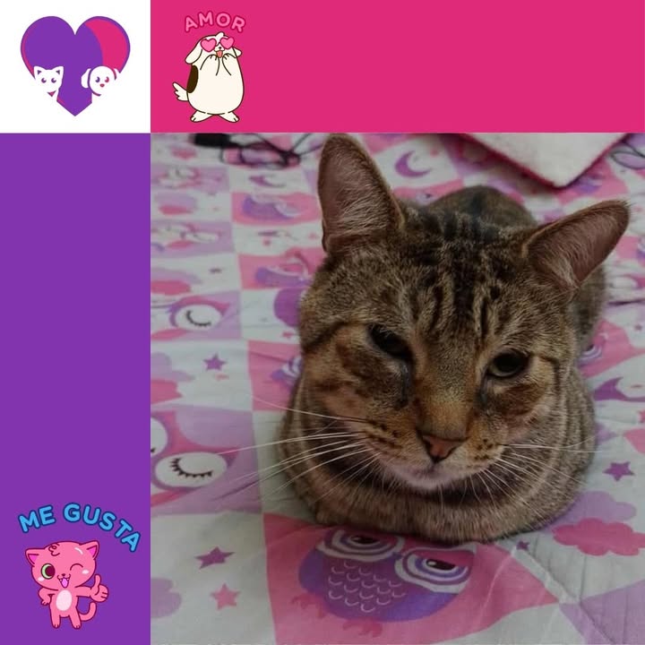 Adopta un peludo en Bogotá 