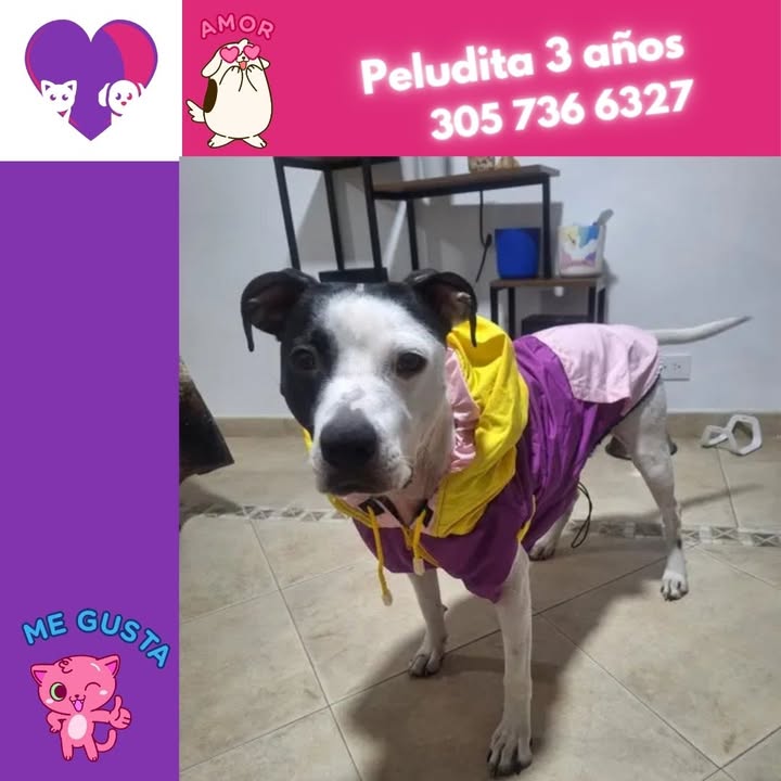 Adopta un peludo adorable y dale un hogar 