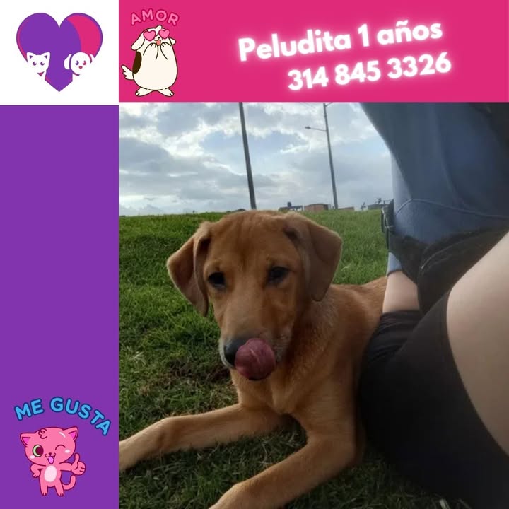 Adopta un perro cachorro en Bogotá 