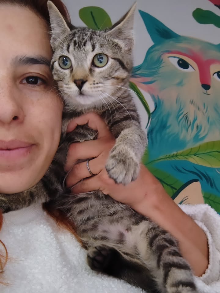 Gato rescatado en adopción responsable 