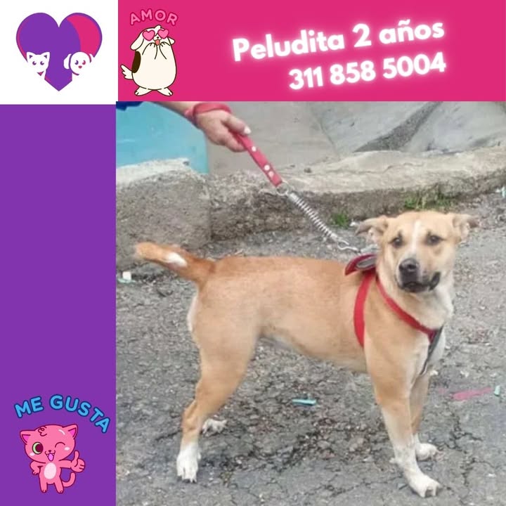 Adopta un peludo en Bogotá 