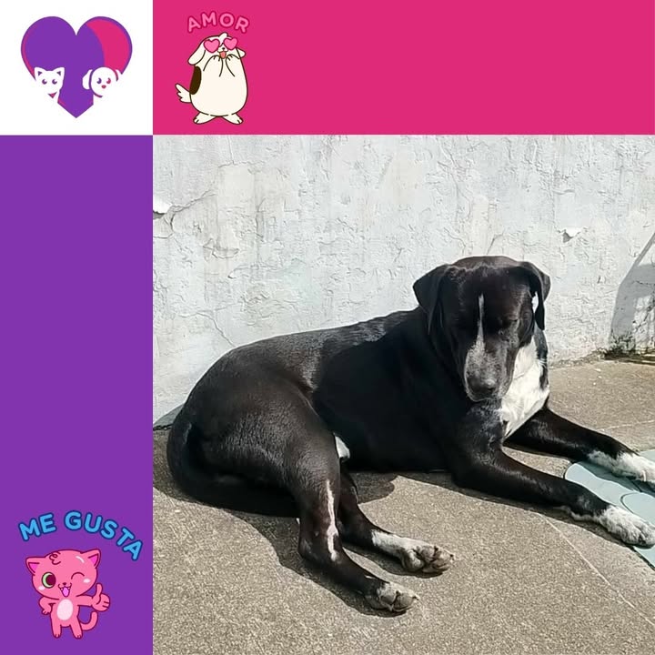 Adopta un peludo en Bogotá 