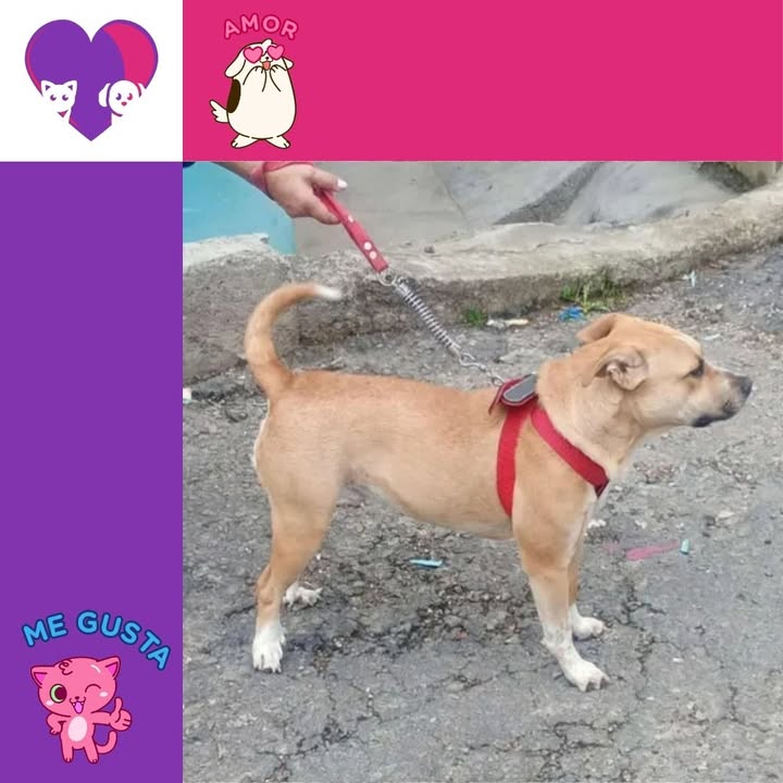 Adopta un peludo en Bogotá 