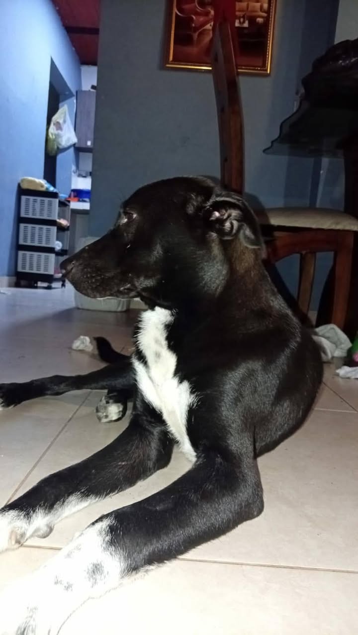 Perro negro con blanco en Tuluá, Valle del Cauca 