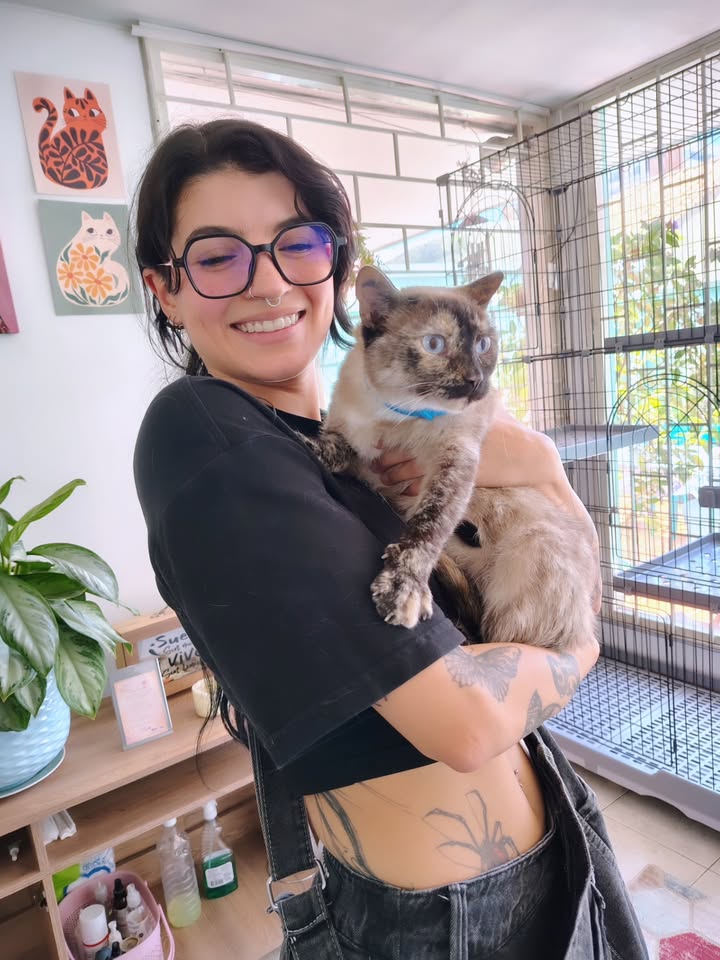Gata adulta en adopción responsable en Bogotá 