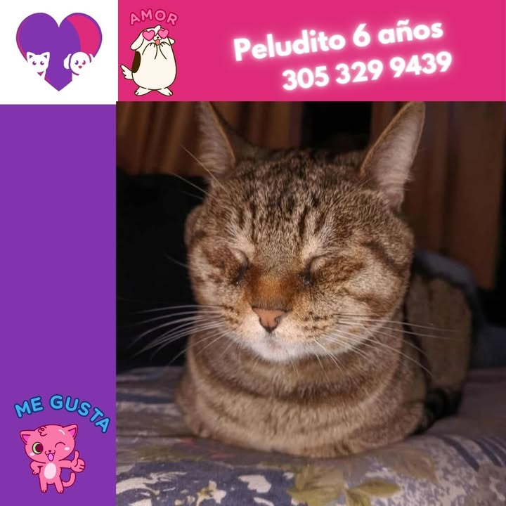 Adopta un peludo en Bogotá 