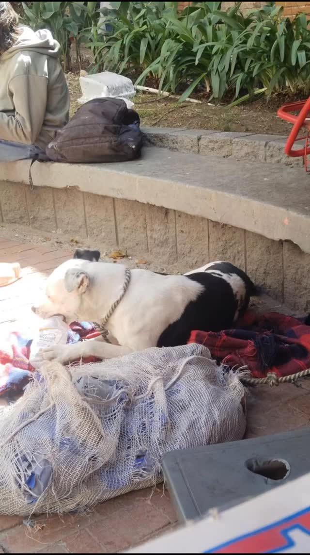 Cachorro Castrado de 2 años busca hogar en Bogotá 