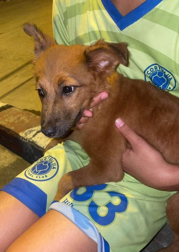 Peluda encontrada en Tuluá, Valle busca su hogar 