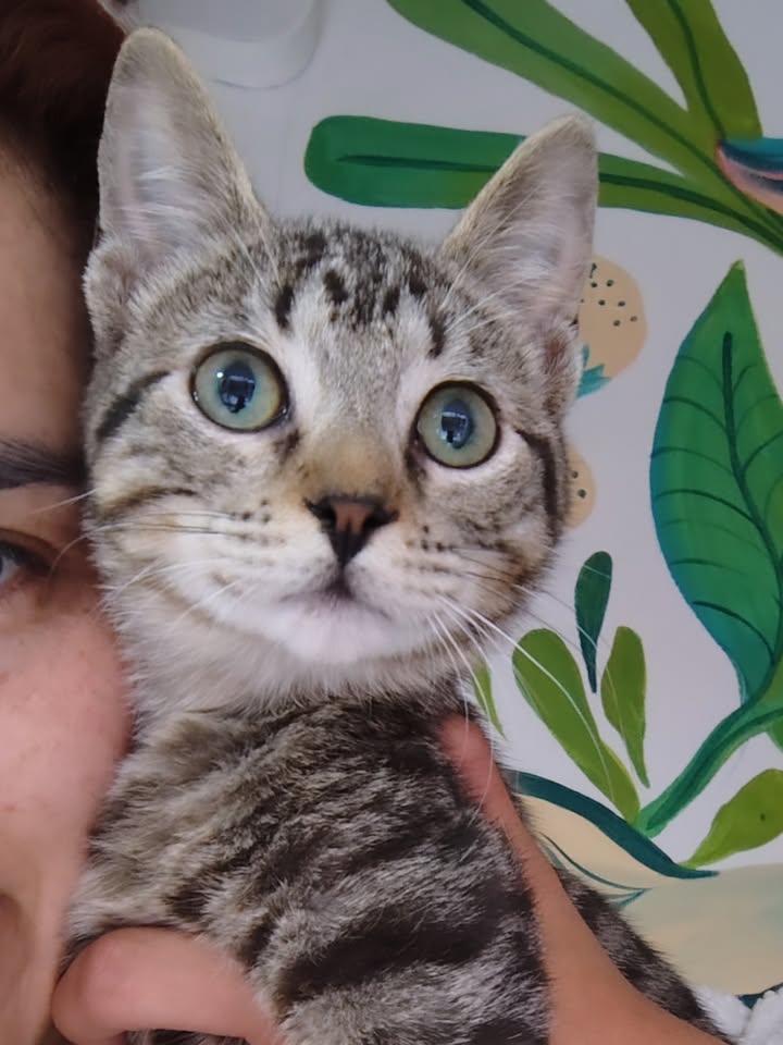 Gato rescatado en adopción responsable 