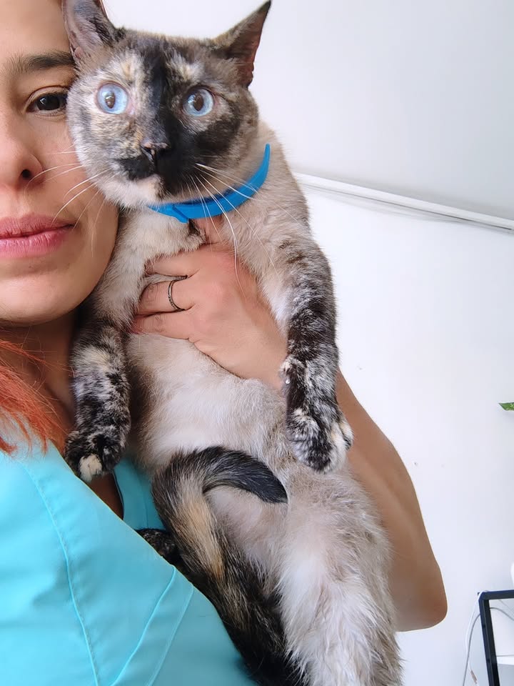 Gata adulta en adopción responsable en Bogotá 