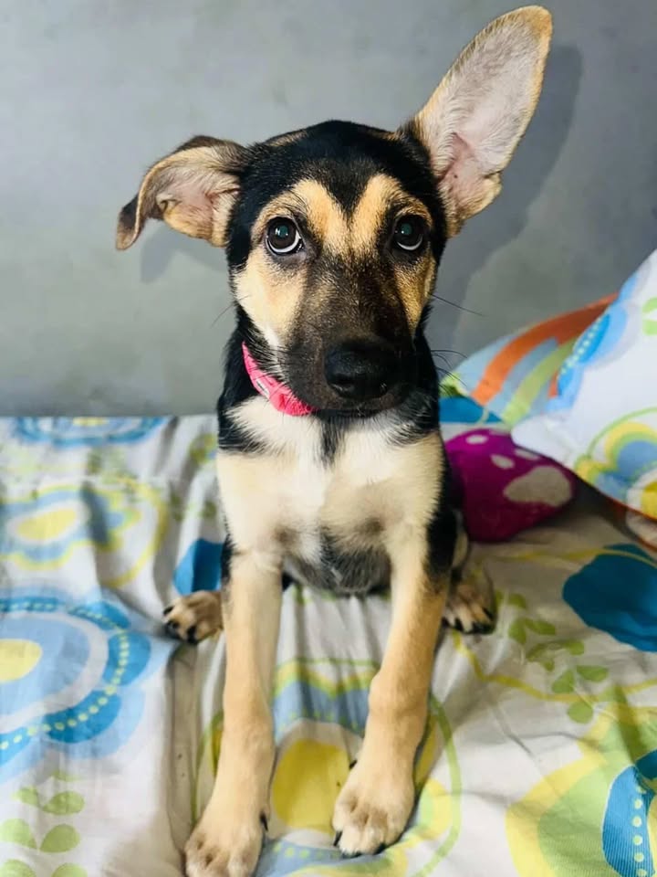 Perra Nala en adopción en Pereira 