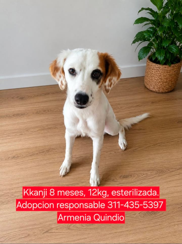 Adopta un perrito de tamaño pequeño o mediano en Armenia, Quindío 
