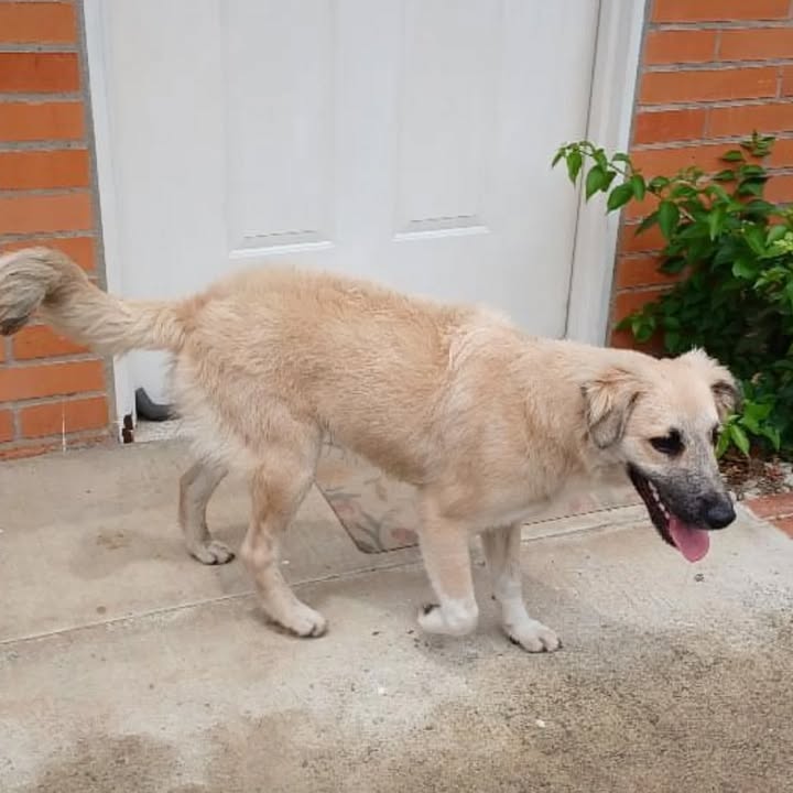 Cachorro noble y juguetón busca hogar en Pereira 
