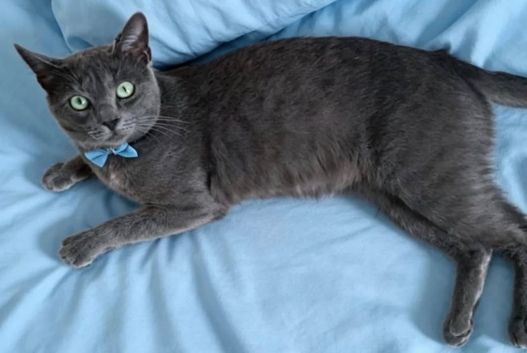 Adopción responsable de gatito de seis meses en Pereira 