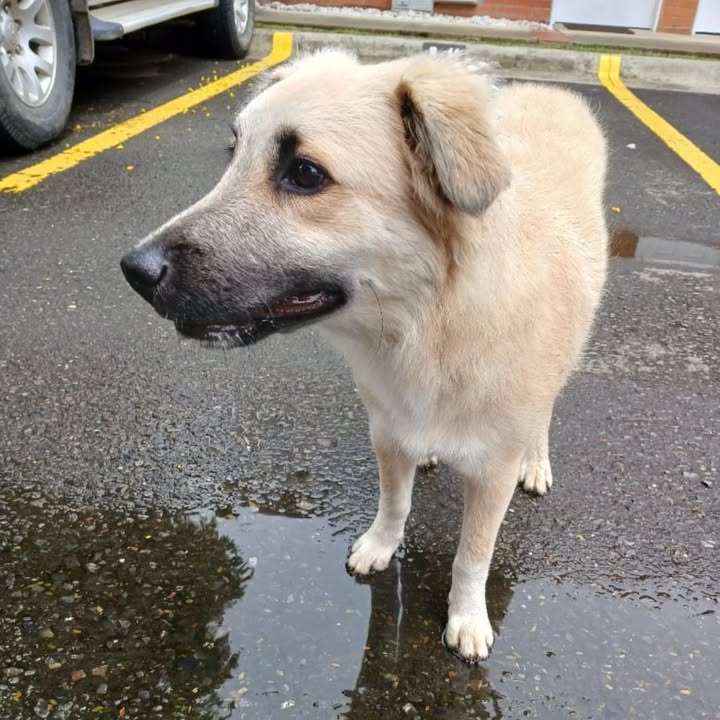 Cachorro noble y juguetón busca hogar en Pereira 