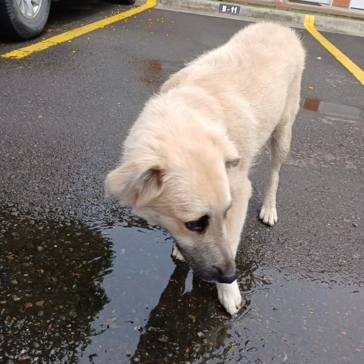 Cachorro noble y juguetón busca hogar en Pereira 