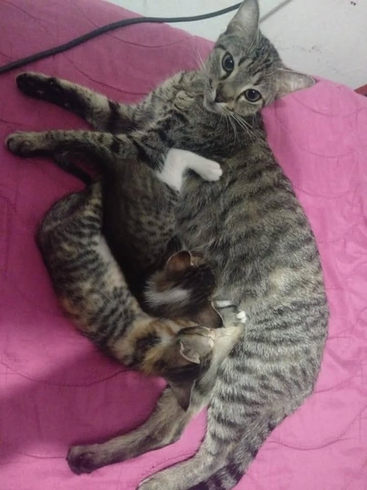 Mamá y bebés gatunos en adopción en Pereira 