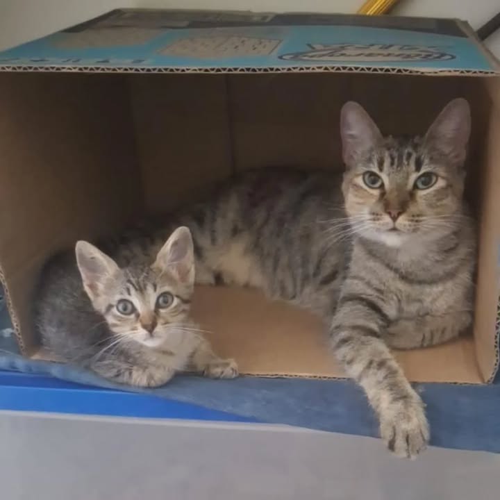 Gatas en adopción responsable en Pereira, Risaralda 